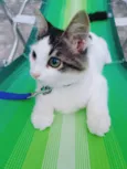 COOKIE