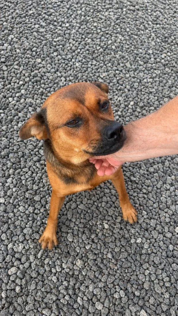 Cachorro raça SRD-ViraLata idade 1 ano nome Susi