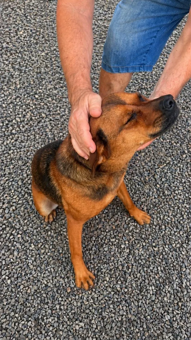 Cachorro raça SRD-ViraLata idade 1 ano nome Susi