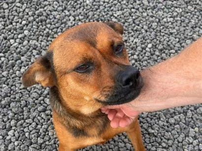 Cachorro raça SRD-ViraLata idade 1 ano nome Susi