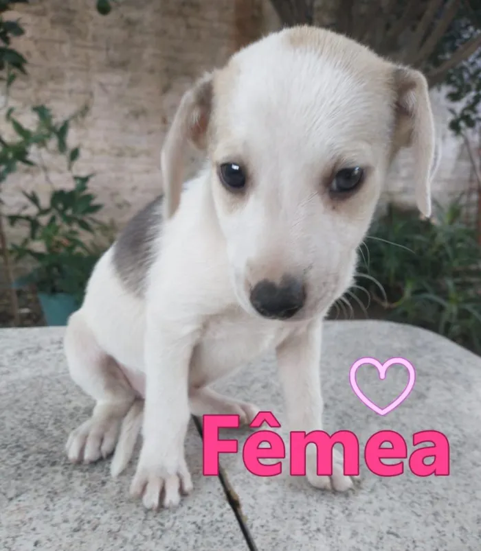 Cachorro raça SRD-ViraLata idade 2 a 6 meses nome Sem Nome