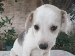 Cachorro raça SRD-ViraLata idade 2 a 6 meses nome Sem Nome