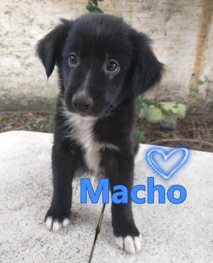 Cachorro raça SRD-ViraLata idade 2 a 6 meses nome Irmãos 