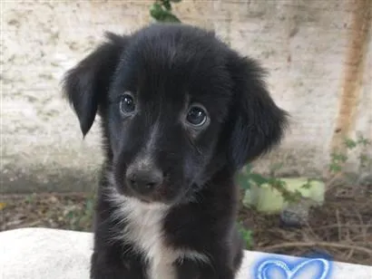 Cachorro raça SRD-ViraLata idade 2 a 6 meses nome Irmãos 