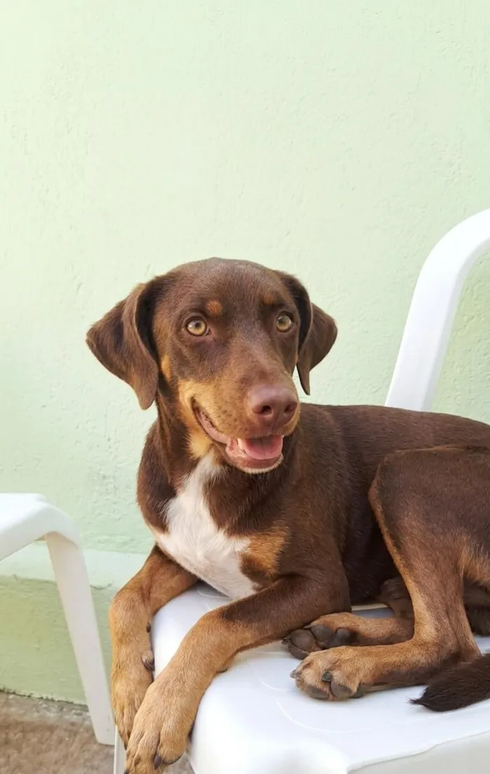 Cachorro raça SRD-ViraLata idade 2 anos nome Sócrates 