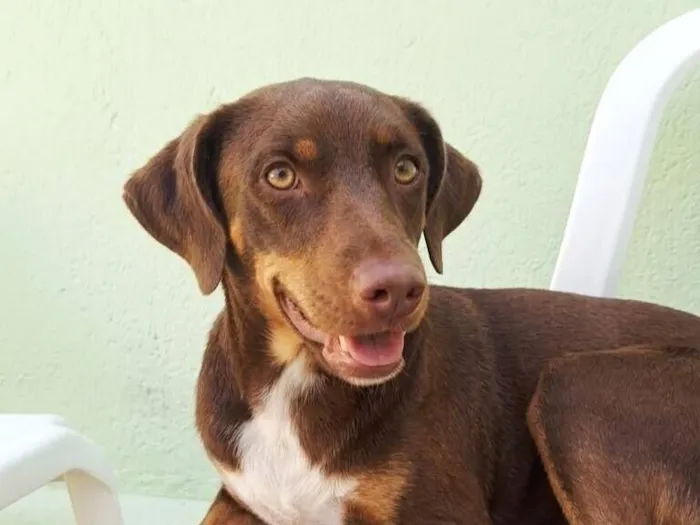 Cachorro raça SRD-ViraLata idade 2 anos nome Sócrates 