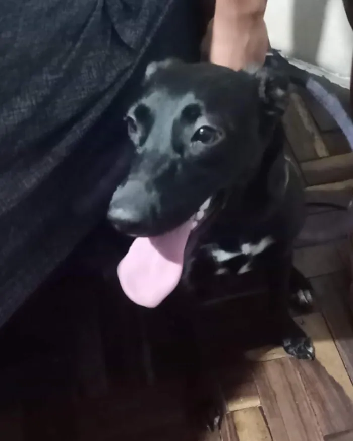 Cachorro raça SRD-ViraLata idade 1 ano nome Luna
