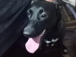Cachorro raça SRD-ViraLata idade 1 ano nome Luna