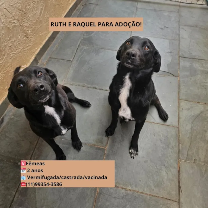 Cachorro raça SRD-ViraLata idade 2 anos nome Ruth e Raquel