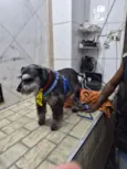 Neguinho