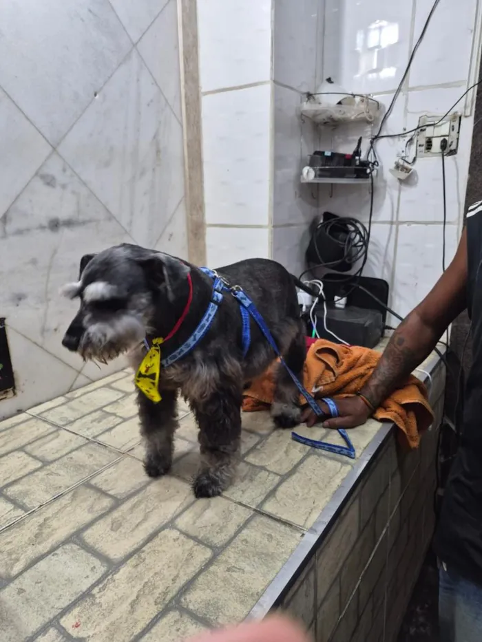 Cachorro raça SRD-ViraLata idade 2 a 6 meses nome Neguinho