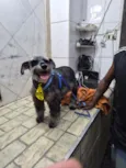 Neguinho