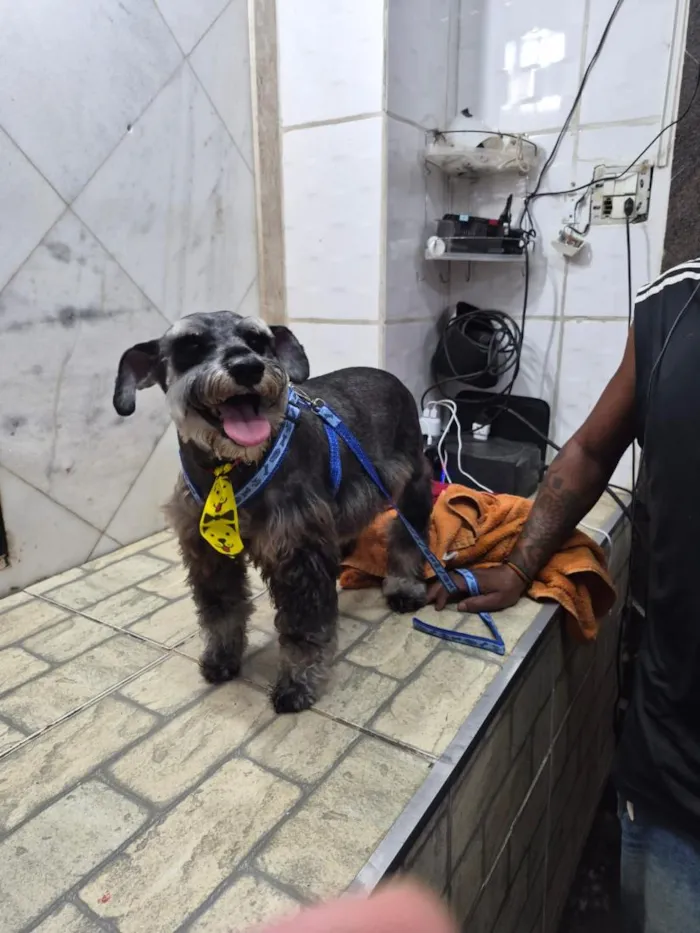 Cachorro raça SRD-ViraLata idade 2 a 6 meses nome Neguinho