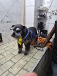 Neguinho