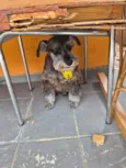 Neguinho