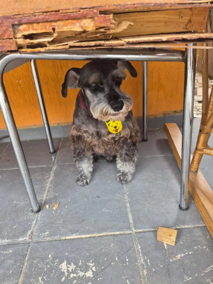 Cachorro raça SRD-ViraLata idade 2 a 6 meses nome Neguinho