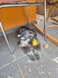 Neguinho