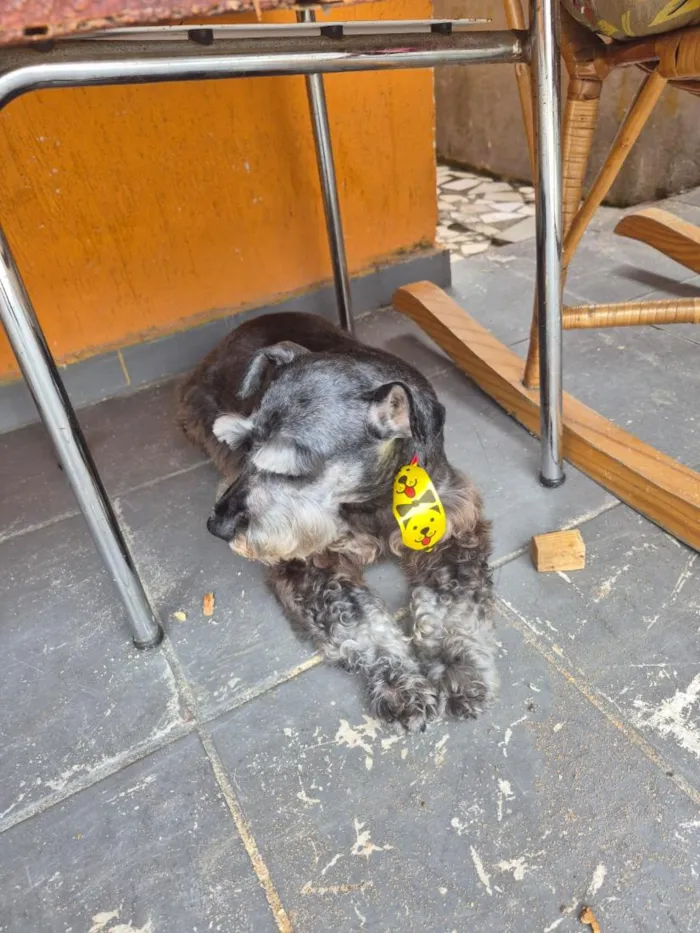 Cachorro raça SRD-ViraLata idade 2 a 6 meses nome Neguinho
