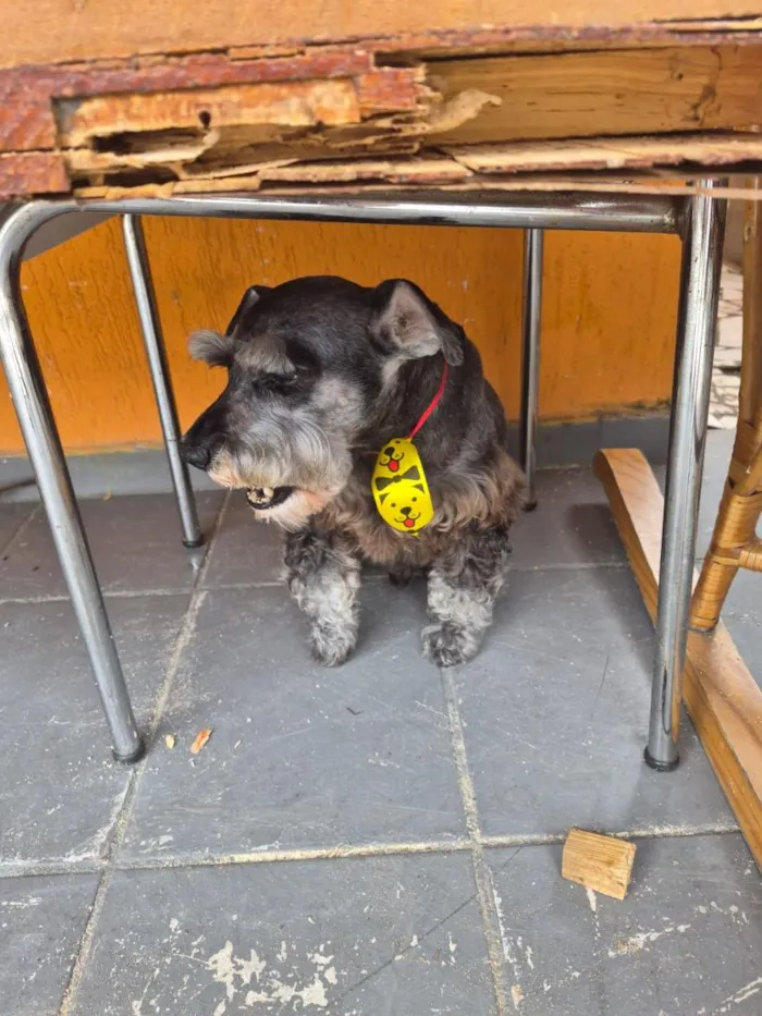 Cachorro raça SRD-ViraLata idade 2 a 6 meses nome Neguinho