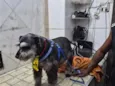 Neguinho