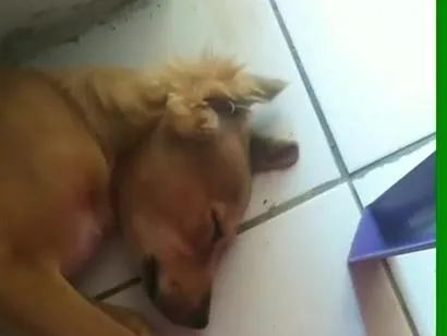 Cachorro raça SRD-ViraLata idade 4 anos nome billy