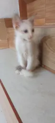 Bolinha