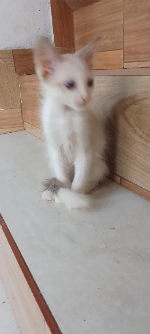 Gato raça SRD-ViraLata idade 2 a 6 meses nome Bolinha