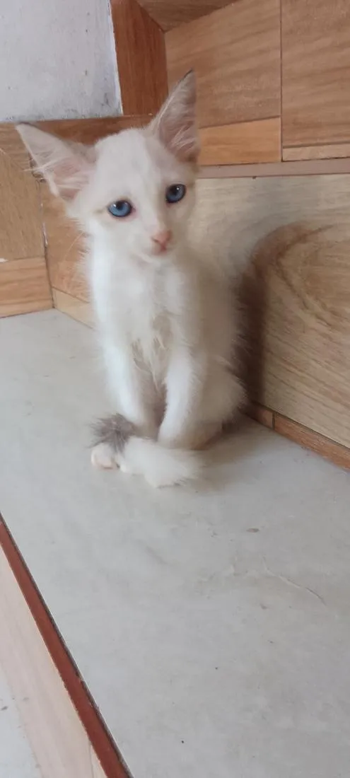 Gato raça SRD-ViraLata idade 2 a 6 meses nome Bolinha