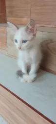 Bolinha