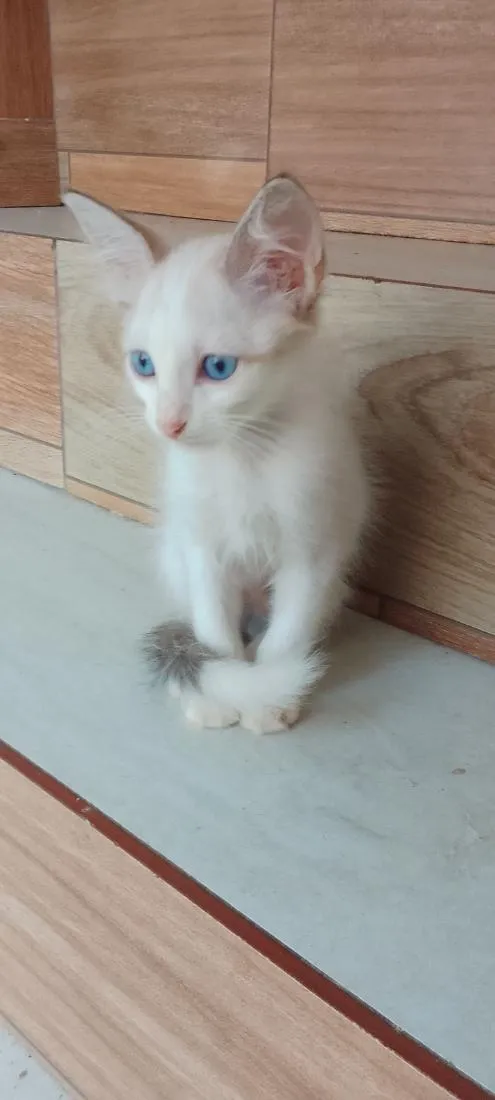 Gato raça SRD-ViraLata idade 2 a 6 meses nome Bolinha