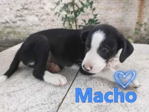 Cachorro raça SRD-ViraLata idade 2 a 6 meses nome Sem Nome