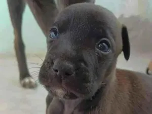 Cachorro raça SRD-ViraLata idade Abaixo de 2 meses nome Max