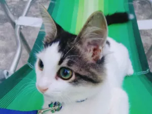 Gato raça SRD-ViraLata idade 2 a 6 meses nome COOKIE