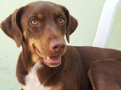 Cachorro raça SRD-ViraLata idade 2 anos nome Sócrates 