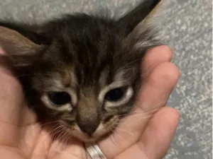 Gato raça SRD-ViraLata idade Abaixo de 2 meses nome Não tem