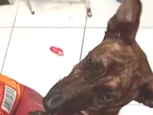 Cachorro raça SRD-ViraLata idade 2 anos nome chocolate 