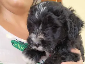Cachorro raça SRD-ViraLata idade 2 a 6 meses nome doação poodle macho 