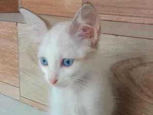 Gato raça SRD-ViraLata idade 2 a 6 meses nome Bolinha