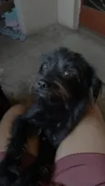 Elis