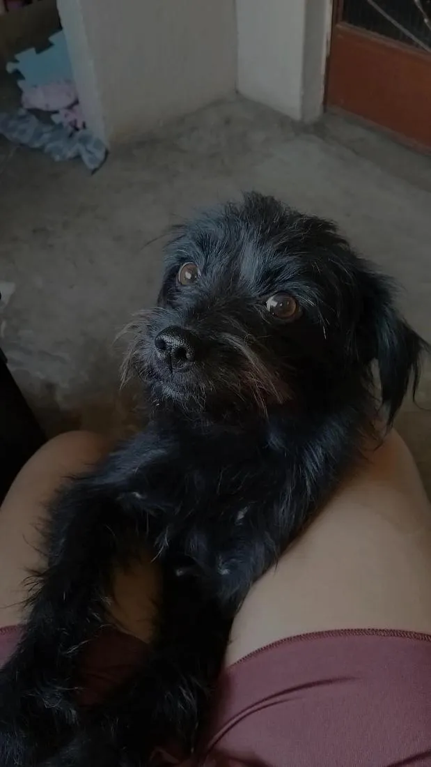 Cachorro raça SRD-ViraLata idade 2 anos nome Elis