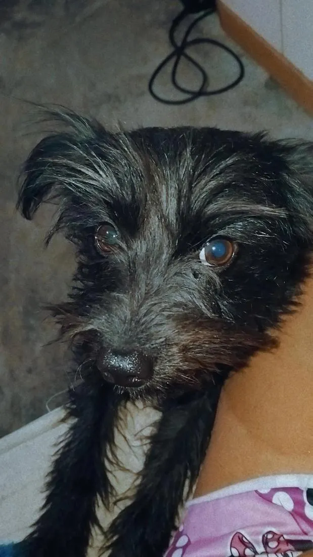 Cachorro raça SRD-ViraLata idade 2 anos nome Elis