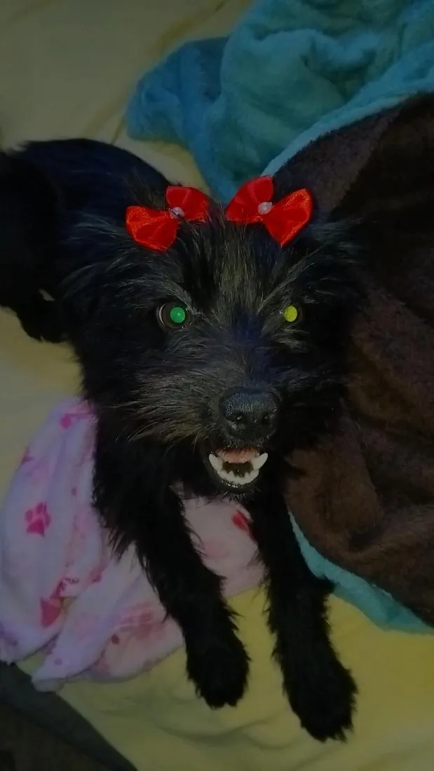 Cachorro raça SRD-ViraLata idade 2 anos nome Elis
