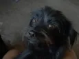 Elis
