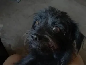 Cachorro raça SRD-ViraLata idade 2 anos nome Elis