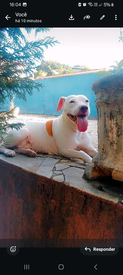 Cachorro raça Pit-Bull idade 5 anos nome deusa