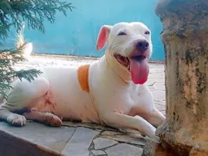 Cachorro raça Pit-Bull idade 5 anos nome deusa