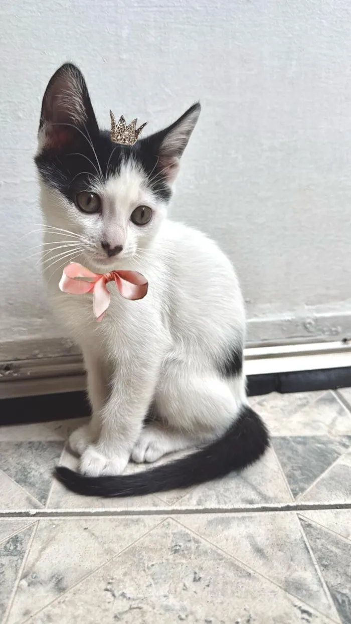 Gato raça SRD-ViraLata idade 2 a 6 meses nome Doudou bb2meses Linda 