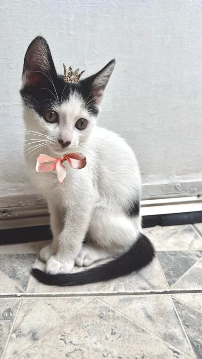Gato raça SRD-ViraLata idade 2 a 6 meses nome Doudou bb2meses Linda 