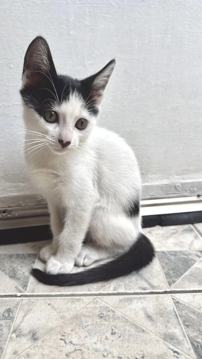 Gato raça SRD-ViraLata idade 2 a 6 meses nome Doudou bb2meses Linda 