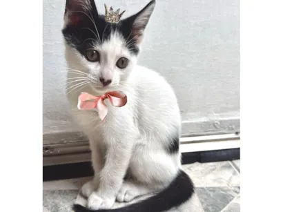 Gato raça SRD-ViraLata idade 2 a 6 meses nome Doudou bb2meses Linda 